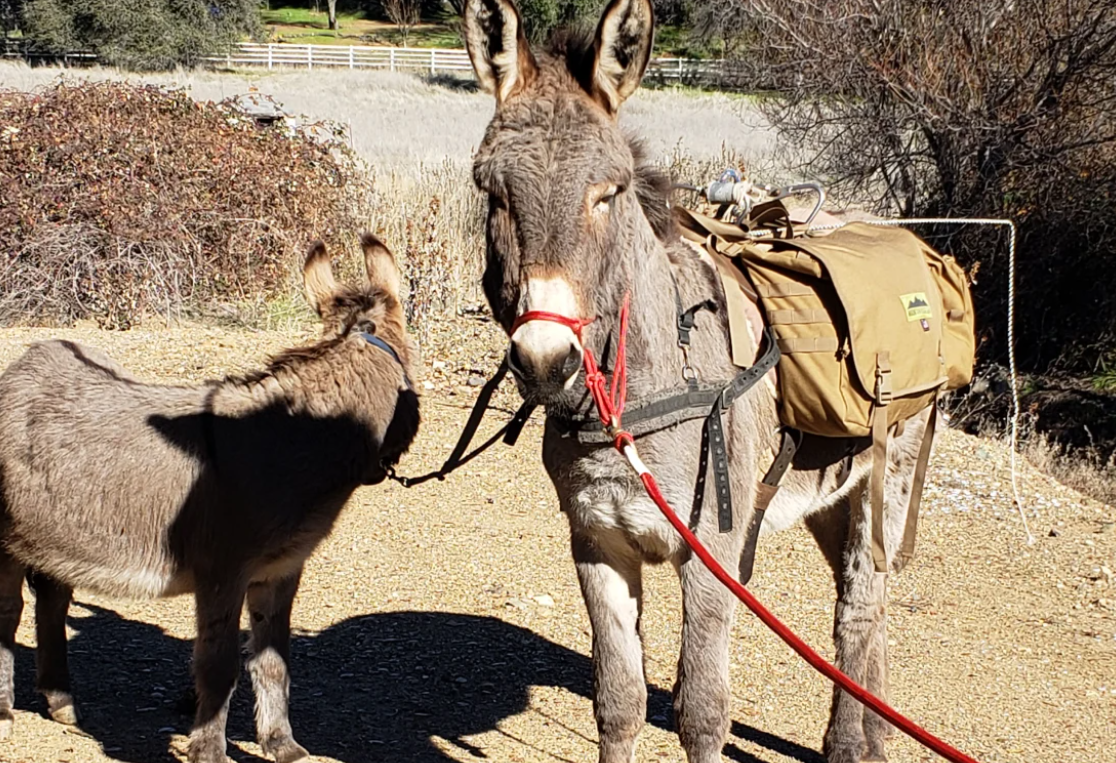 Povestea măgărușului Diesel, dispărut acum cinci ani. A fost văzut de un vânător într-o turmă de elani