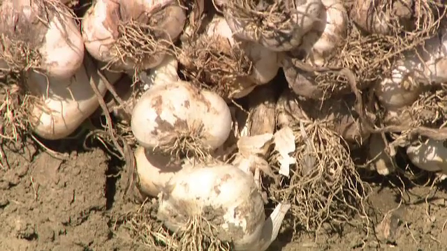 Vremea extremă a afectat culturile de usturoi. Producția ar putea fi cea mai mică din ultimii trei ani