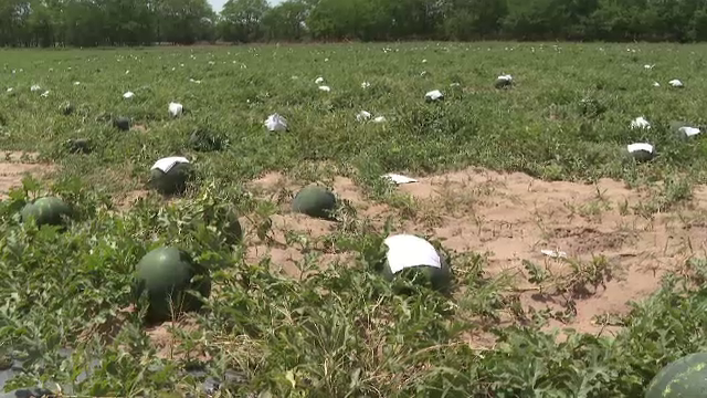 Canicula din ultimele zile a accentuat seceta din județul Dolj. Fermierii caută soluții pentru a-și apăra recoltele