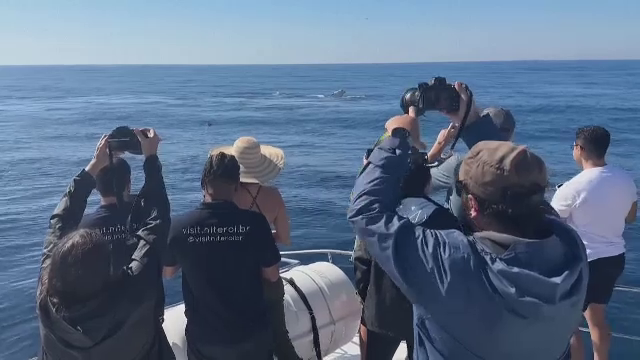 Rio de Janeiro se laudă cu o nouă atracție. Turiștii pot vedea îndeaproape balenele cu cocoașă