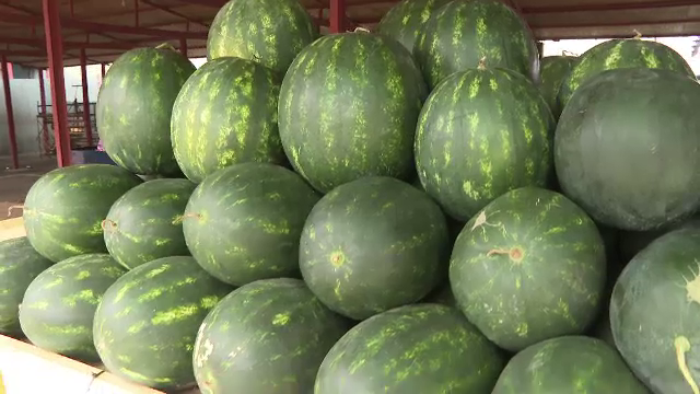 Pepenii românești s-au copt cu două săptămâni mai devreme. Se vând în piețe cu 5 lei kilogramul
