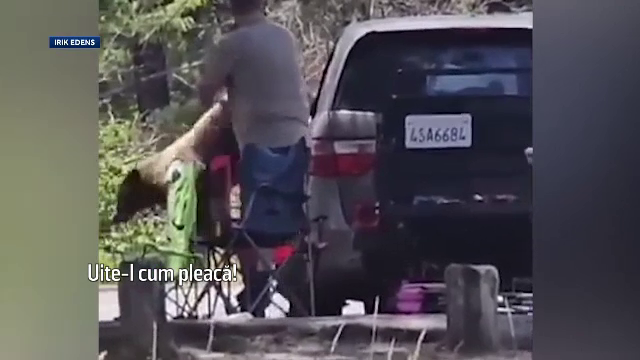 Ieșirea la picnic, o aventură. Ce a pățit un cuplu din SUA după întâlnirea cu un urs