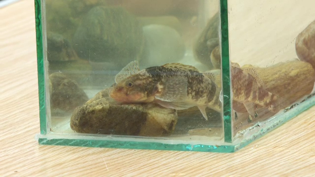 Aspretele, o nouă șansă la viață în România. Specia pe cale de dispariție se înmulțește datorită voluntarilor