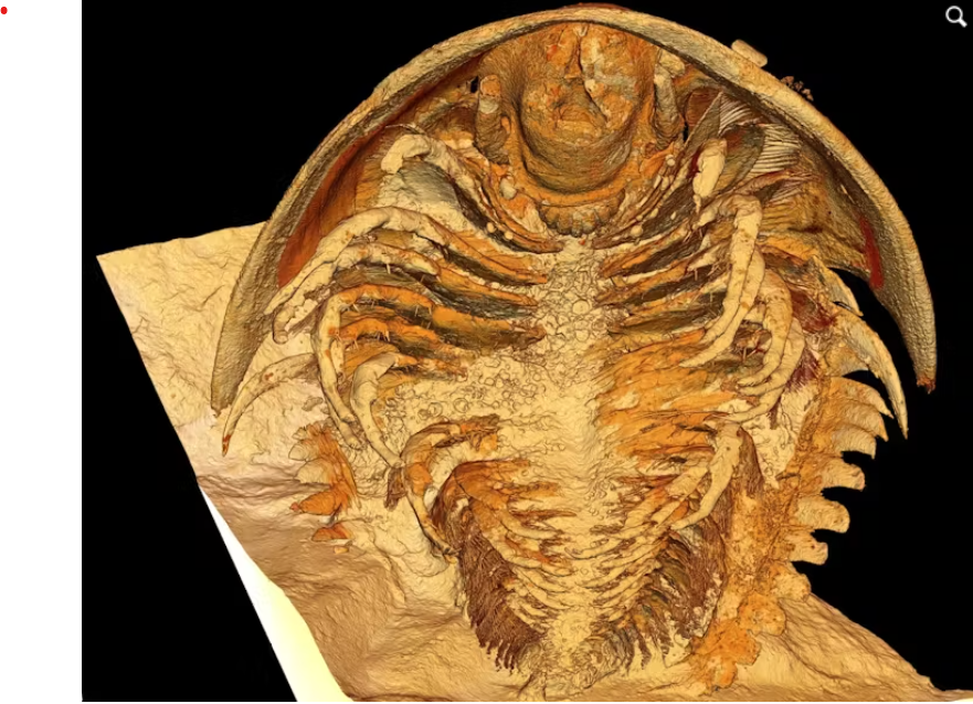 Fosilele unor creaturi marine vechi de 500 de milioane de ani, "remarcabil de bine conservate", descoperite în Maroc