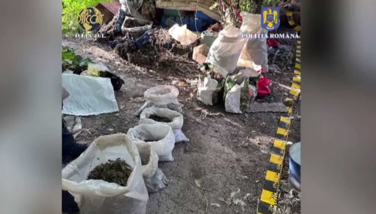 Mascații au descins pe o plantație de canabis, în Suceava. „Agricultorul” a ajuns după gratii
