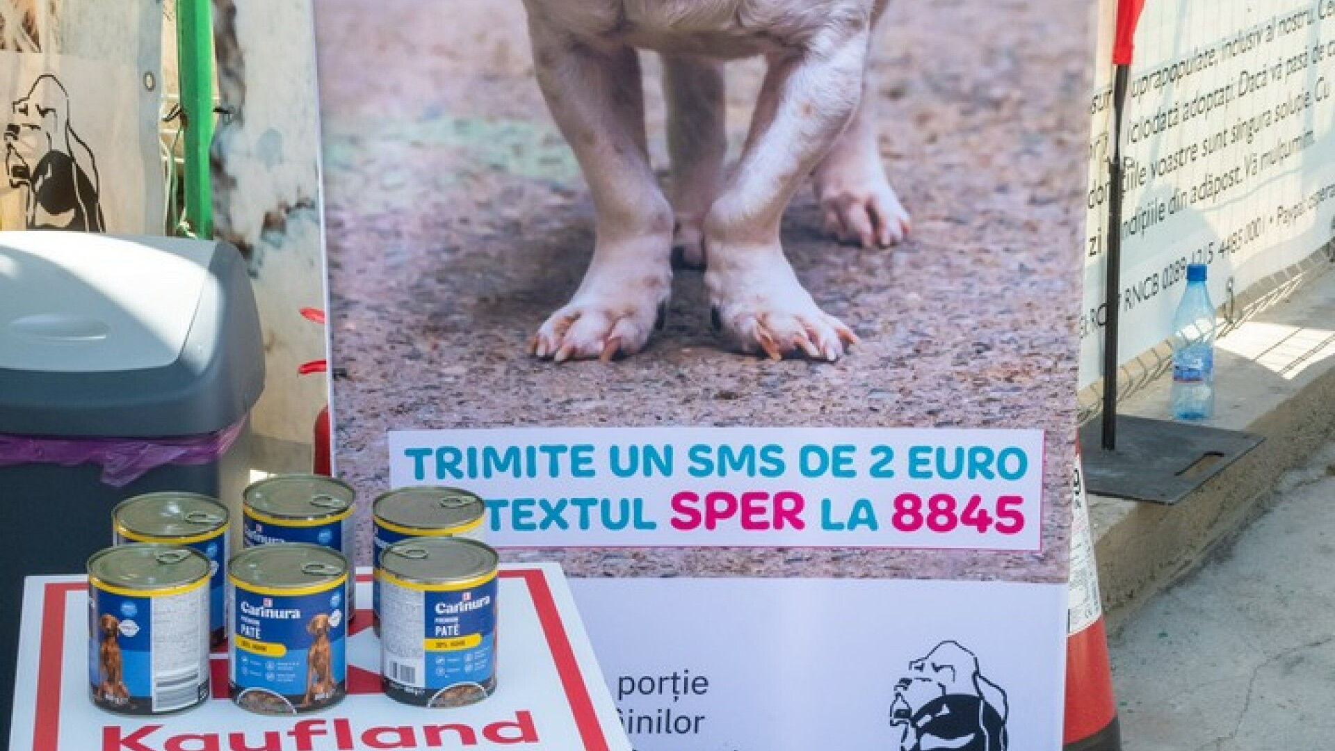 (P) Kaufland România se alătură Adăpostului Speranța: peste 500 porții de mâncare, gătite pentru câinii din adăpost