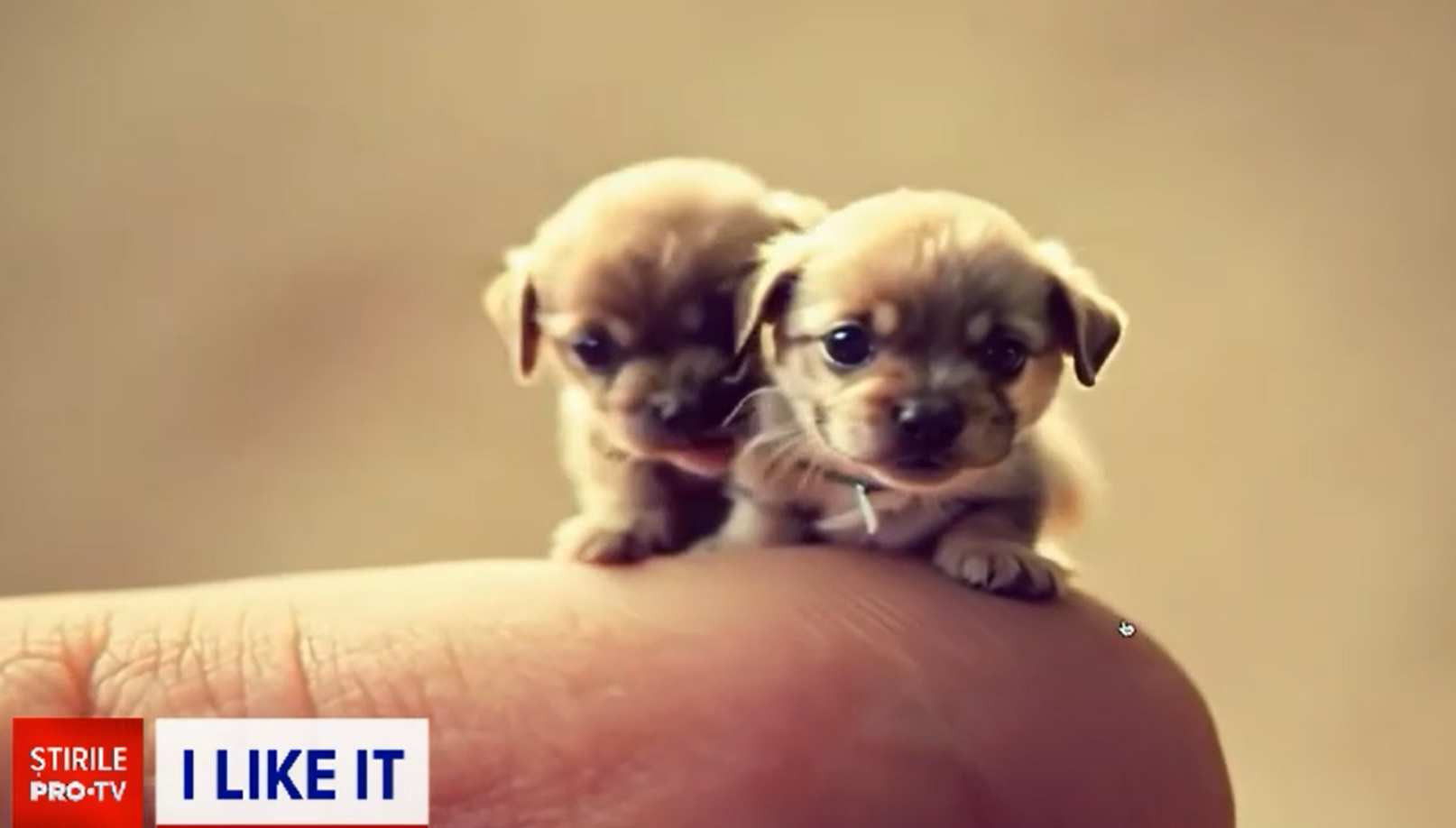 Cum se generează clipurile video cu inteligența artificială. Doar logica îți arată că nu pot fi reale