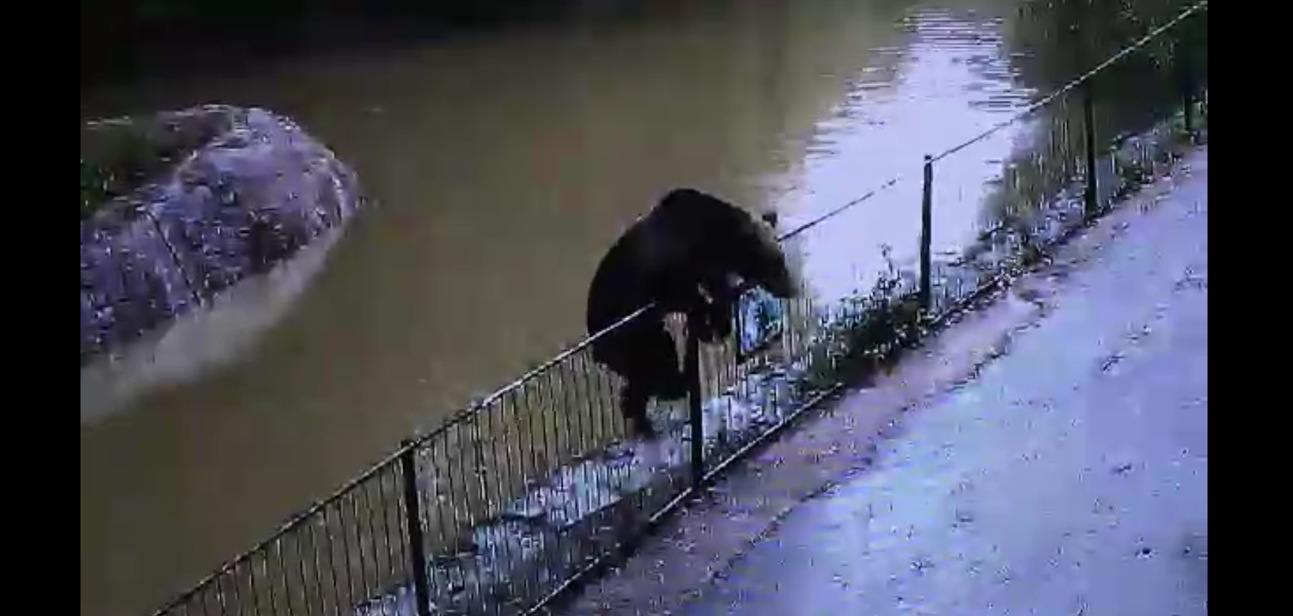 Un urs face ravagii într-o grădină zoologică din Târgu Mureș. A omorât mai multe căprioare două zile la rând