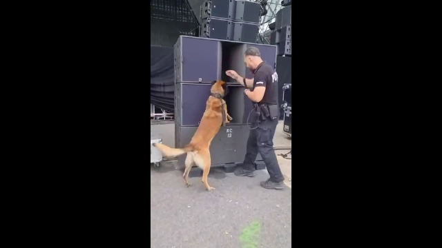 Controale antidrog printre tinerii care merg la festivalurile din București și Constanța. ”Cui i se face dosar penal? Vouă!”