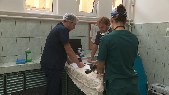 Aproape 100 de animale au fost sterilizate de studenți ai Facultății de Medicină Veterinară din Cluj-Napoca