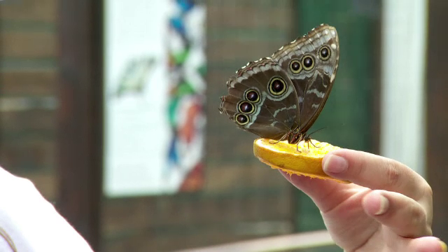 Grădina feerică din Iași unde sute de fluturi tropicali zboară în voie printre vizitatori. ”Este ceva ce merită văzut”