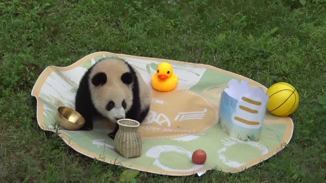 Petrecere pentru un urs panda care a împlinit 1 an. Ce obiect a ales