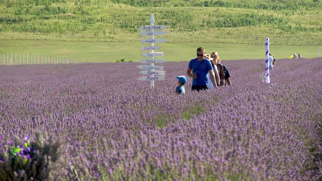 A început sezonul lavandei. Locul din România unde îți poți face poze spectaculoase în lanurile parfumate