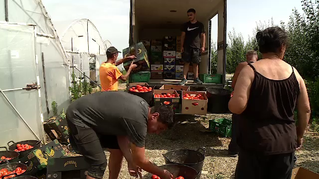 Prețul roșiilor românești s-a prăbușit în ultima perioadă. Cât costă acum un kilogram de tomate la fermieri