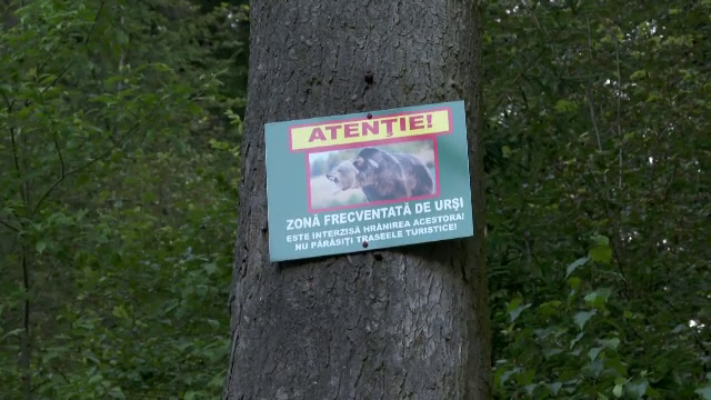 Filmul tragediei de la Jepii Mici, unde o tânără a fost ucisă de urs. „Era mușcată de picior, pe spate”