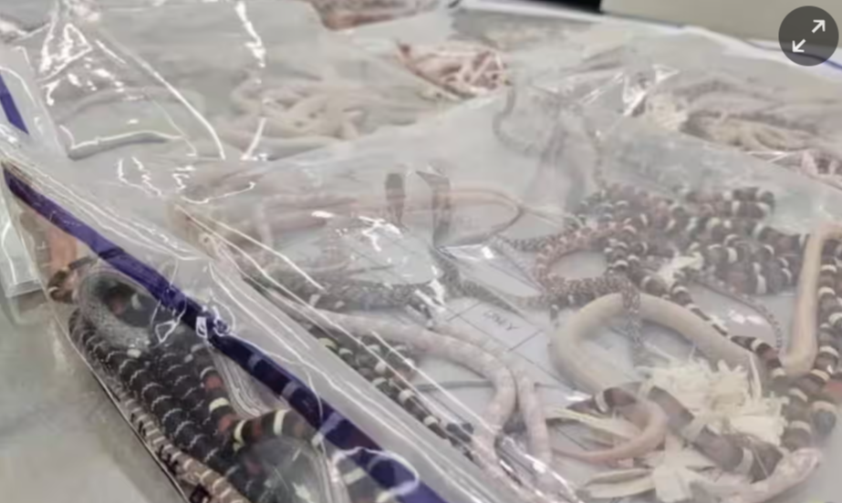 Un bărbat a fost prins cu peste 100 de şerpi vii în buzunare în timpul unui control. Individul a fost arestat