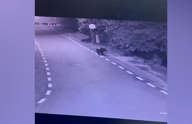 Un urs a apărut într-o localitate din România și a ucis mai multe animale. A fost filmat de camere. VIDEO