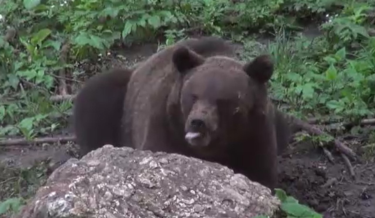 Cele două măsuri radicale propuse de ministrul Mediului după tragedia de pe Jepii Mici. Ce s-ar putea întâmpla cu urșii