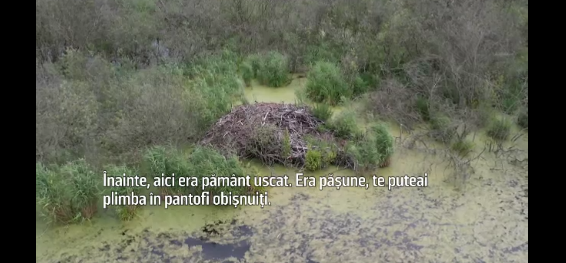 Castorii fac prăpăd într-un orășel care este pe cale să devină o mlaștină. Localnicii nu pot face nimic