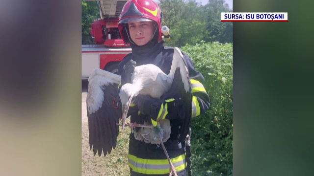 Un pui de barză ținut captiv în cuib de o plasă, salvat de pompierii din Botoșani. Localnicii au alertat autoritățile