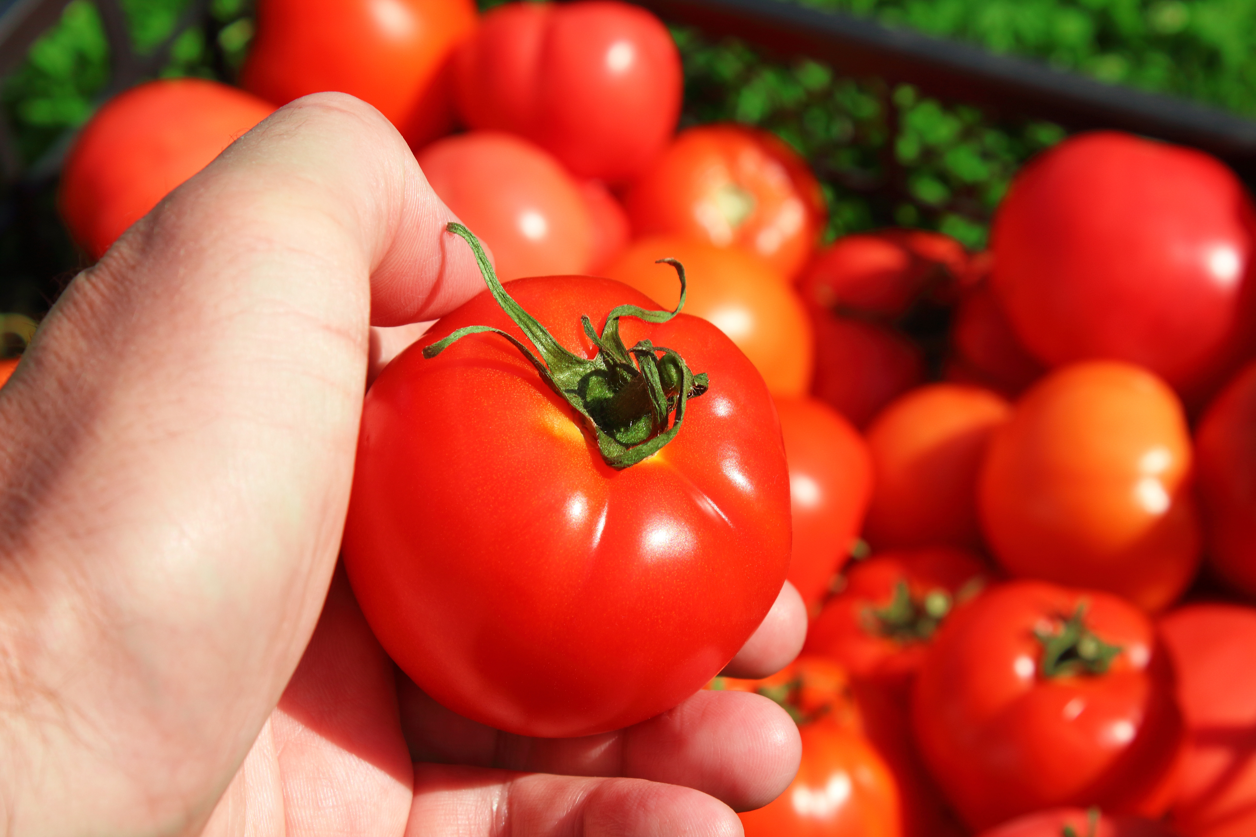 A cumpărat roșii de la magazin, iar după o lună a avut un șoc. Ce s-a întâmplat când a pus o tomată la macerat