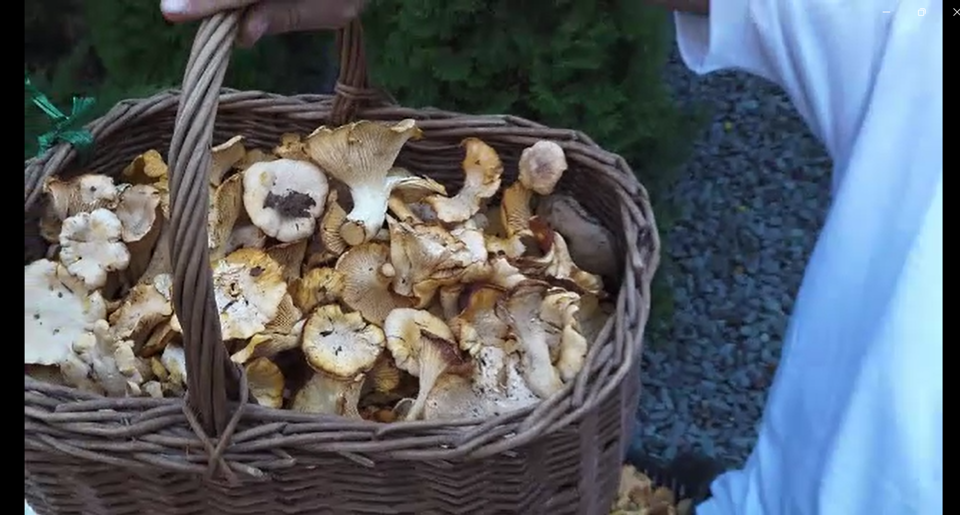 O bătrână a fost la un pas de tragedie într-o pădure din Neamț. A căzut într-o râpă în timp ce căuta ciuperci