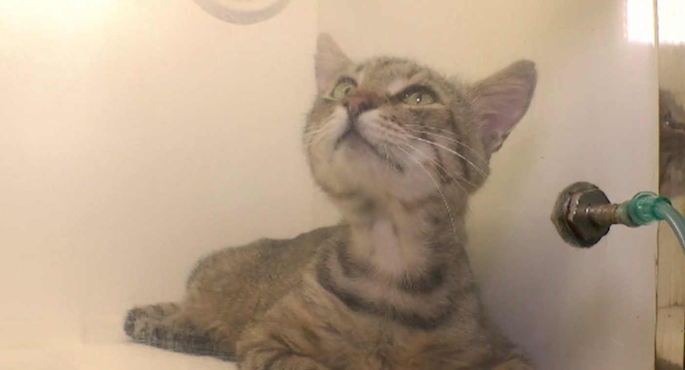 Motanul norocos al Kievului. O felină a scăpat, la limită, din atacul lansat de ruși aspura capitalei Ucrainei