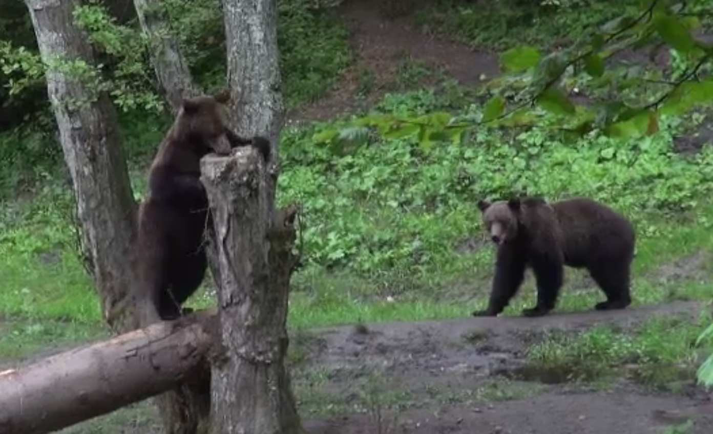 Parlamentul a adoptat legea „controlului urșilor”. Nu se știe câte exemplare sunt dar au decis câte pot fi ucise „preventiv”