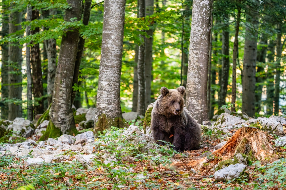 Traseele montane cele mai frecventate de urși în 2024: Unde a fost semnalată prezența animalului cel mai des