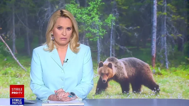 Parlamentul a adoptat legea „controlului urșilor”. Nu se știe câte exemplare sunt dar au decis câte pot fi ucise „preventiv”