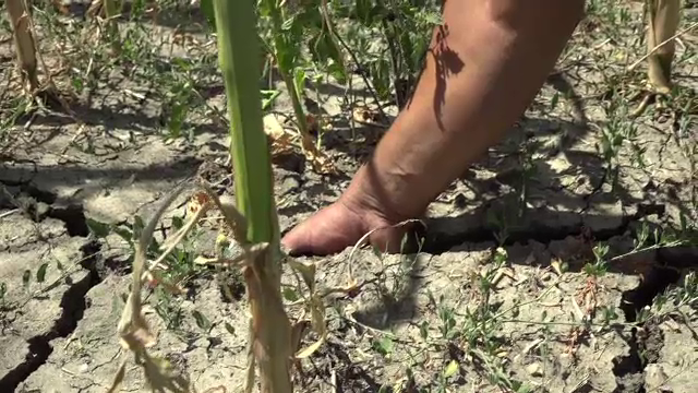 Căldura intensă afectează grav agricultura României. Două milioane de hectare de culturi sunt distruse de secetă