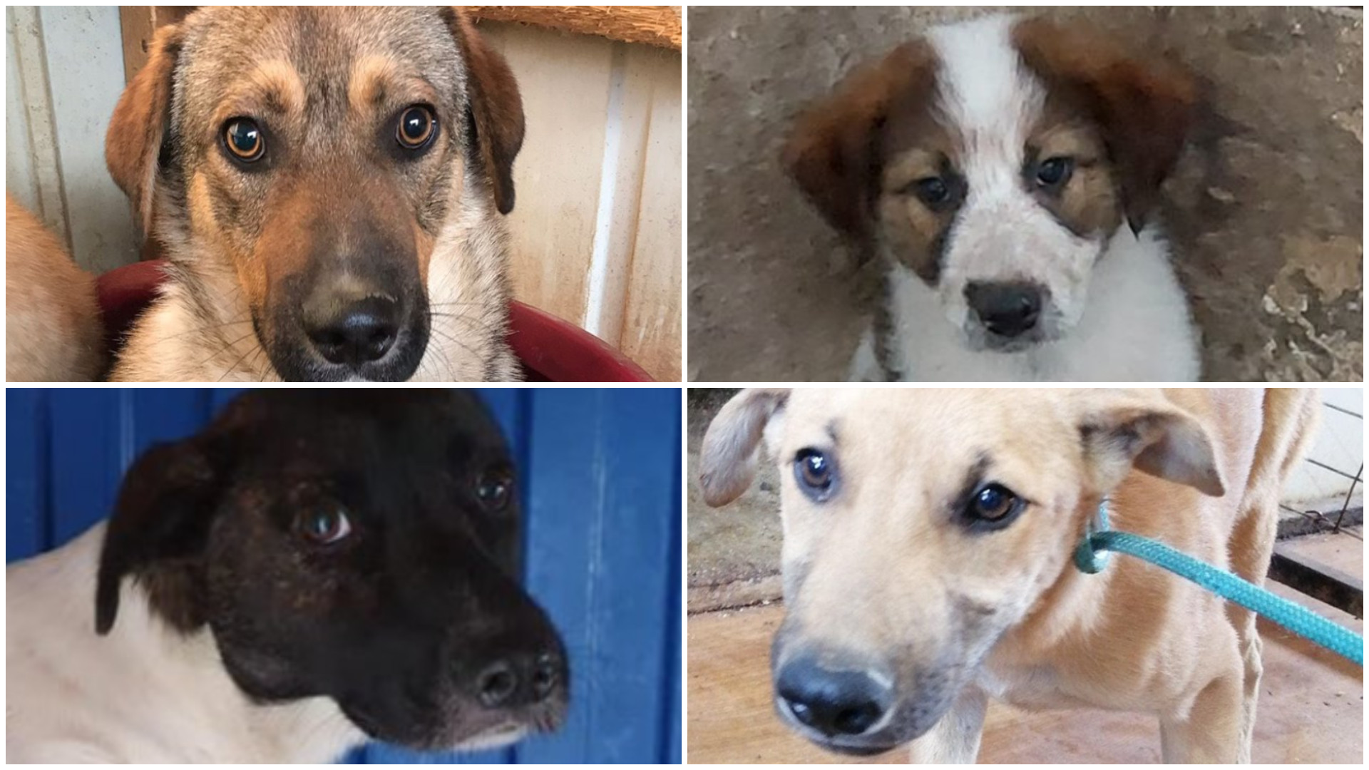 Bo, Zoe și Milo sunt gata să primească iubire. S-a lansat un catalog online al cățeilor fără stăpân din adăposturile ASPA