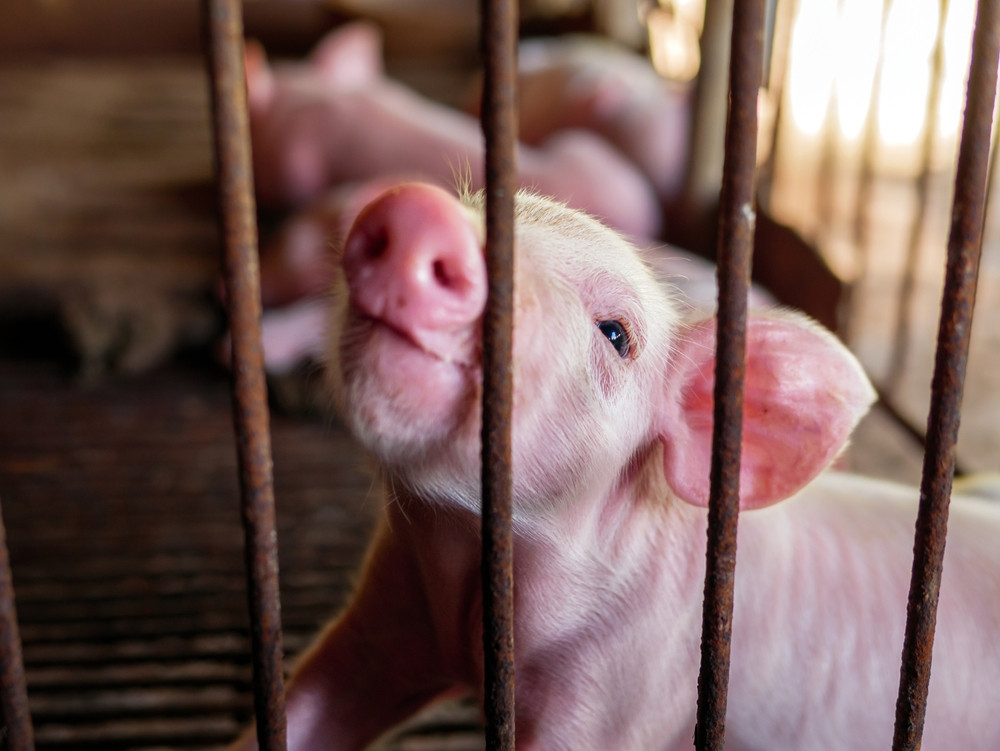 Surse: Fraudă de aproape 700.000 de euro făcută de nepotul liderului PSD Paul Stănescu