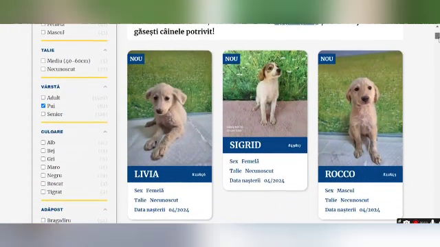 Cei care vor să adopte un câine pot începe acest proces online. A fost lansat primul catalog virtual cu fotografii cu căţei