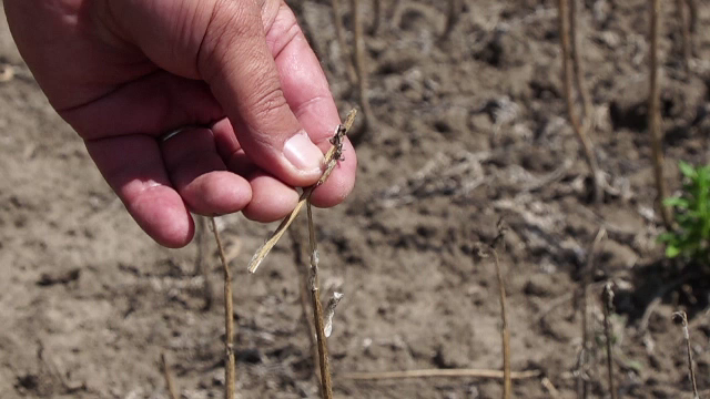 Ce despăgubiri vor primi fermierii pentru culturile distruse de caniculă. În Olt, oamenii sapă după izvoare vechi de decenii