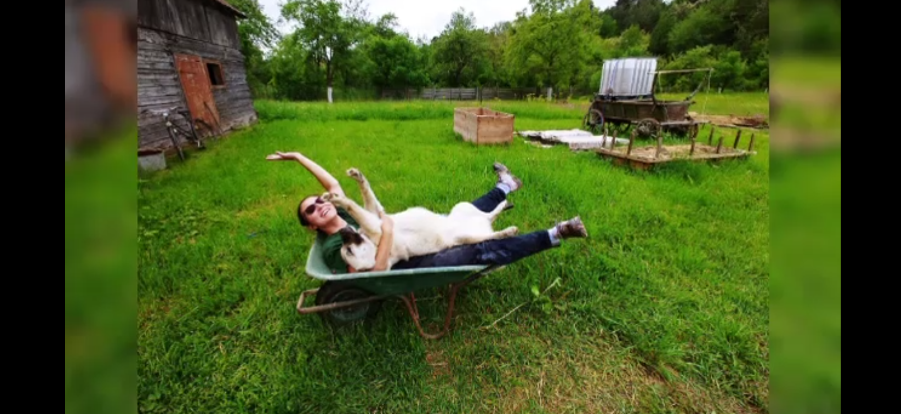 Cum să îți protejezi animalul de companie în zilele caniculare. Sfatul medicilor veterinari