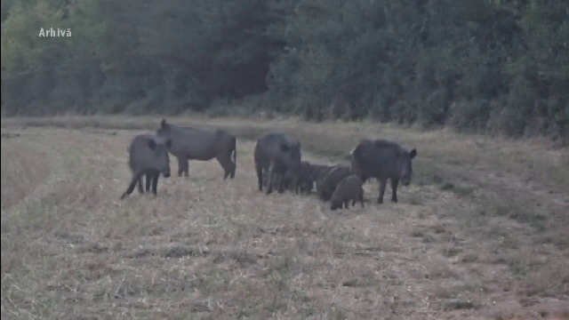 Un bărbat a călcat cu mașina o turmă de mistreți, pe un câmp din județul Mureș. VIDEO