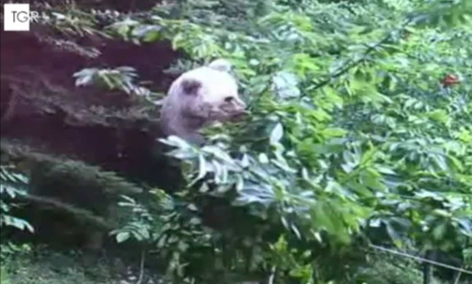 Italienii nu dau înapoi. Cum ar putea ajunge în România ursul care a atacat un turist. „E un animal liniştit”