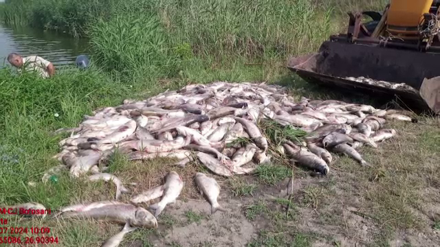 Dezastru piscicol din cauza caniculei. Nivelul apei a scăzut considerabil în mai multe zone, peștii mor