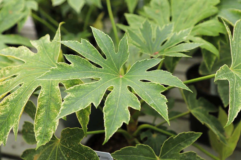 Fatsia japonica sau „ricinul fals”: tot ce trebuie să știi despre îngrijirea ei și cum poți să o înmulțești