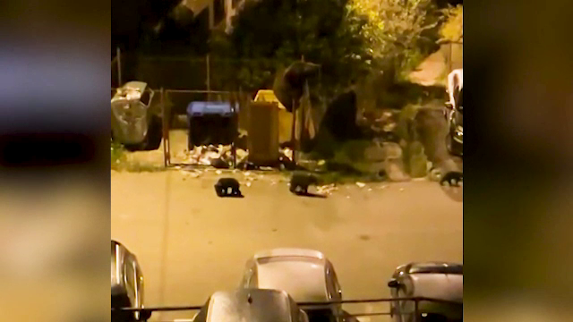 Localnicii din Bușteni, terorizați de urși. Primarul, prea ocupat să se ocupe relocarea sălbăticiunilor