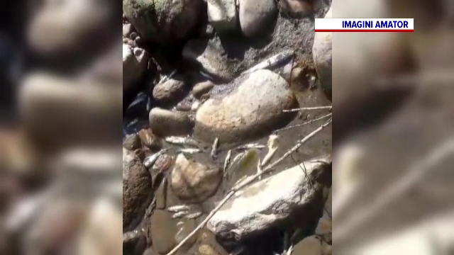 Sute de pești morți pe Jiu. Apele Române au prelevat probe pentru a afla cauza