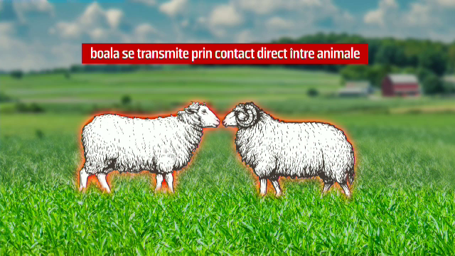 Virusul periculos care stârnește panică printre fermieri. Este alertă printre crescătorii de „mici rumegătoare” din România