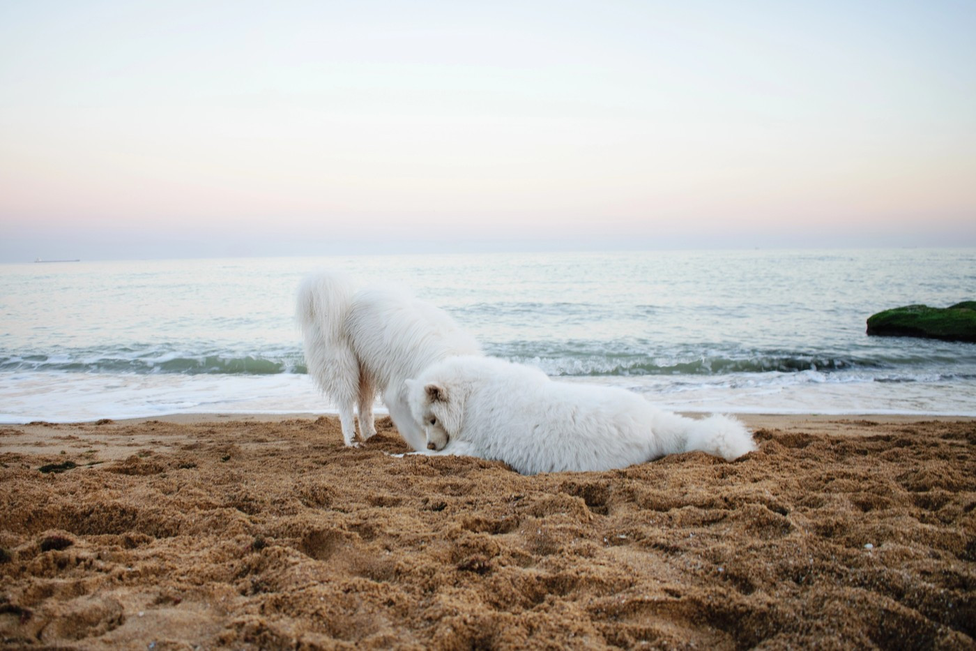 Frigărui din carne de câine într-o destinație turistică preferată de români. Autoritățile au intervenit de urgență