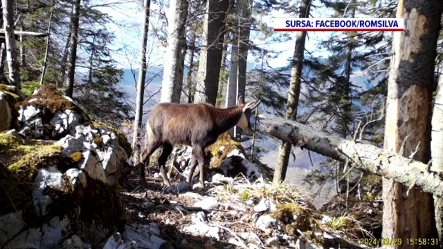 Imagini spectaculoase în Munții Apuseni. Camerele de monitorizare a faunei surprind caprele negre în timp ce caută hrană