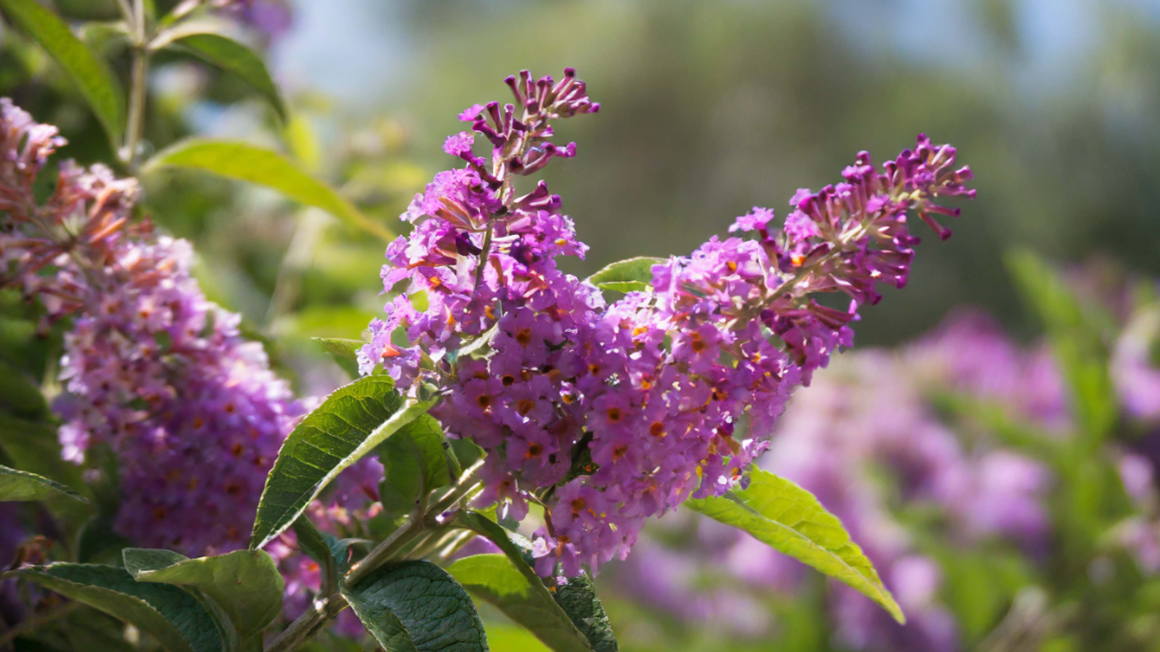 Butterfly bush