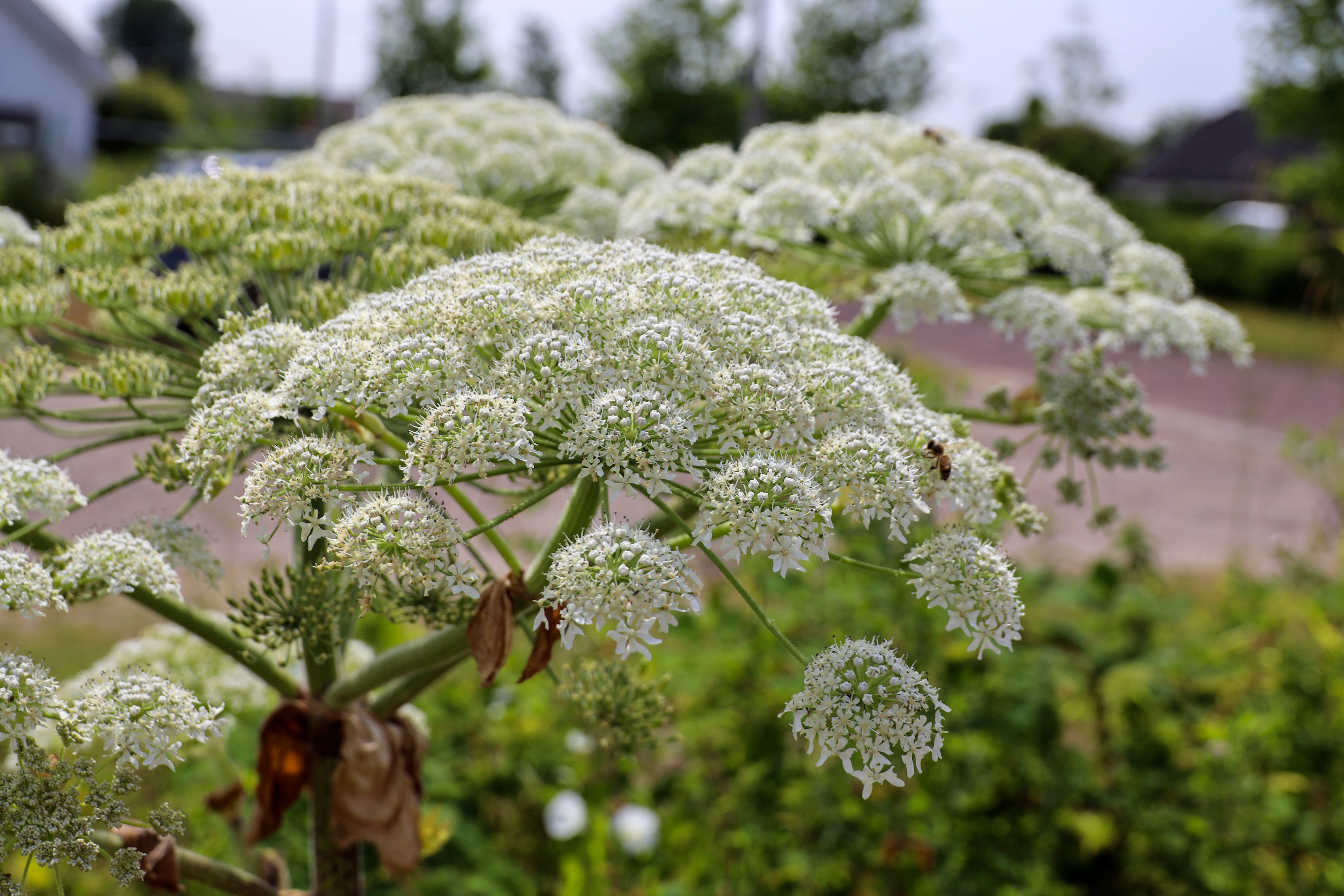 Giant hogweed