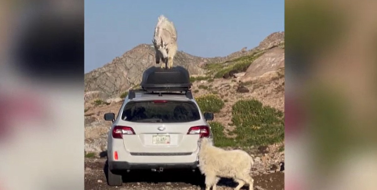 Câteva capre au transformat o mașină în ring de dans. Totul a fost filmat, iar imaginile au devenit virale