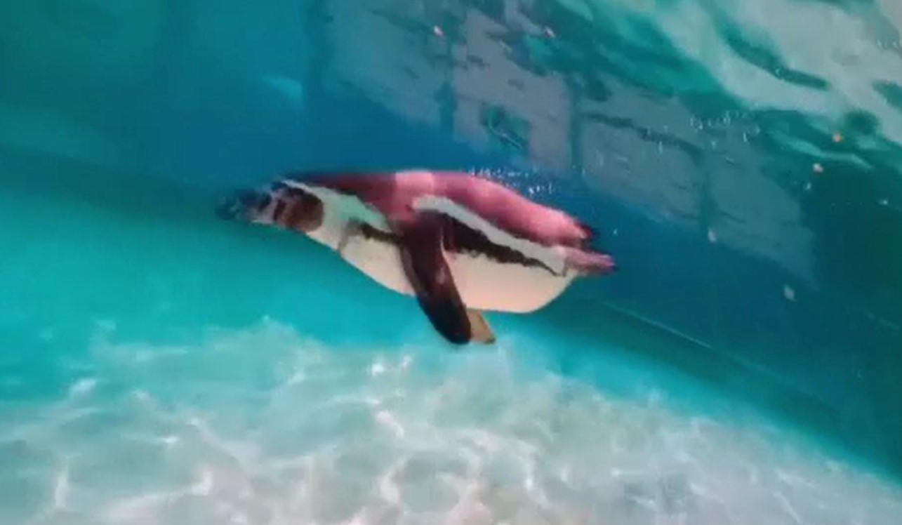 Fenomen inexplicabil la Grădina Zoologică din Londra. Noua pasiune pe care o au pinguinii