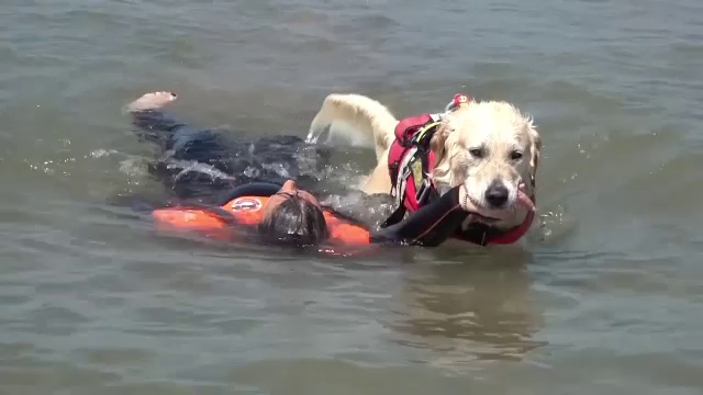Eroii cu blană de pe plajele italiene. Cum ajută câinii la salvarea oamenilor
